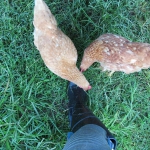 201811 chiken.jpg
